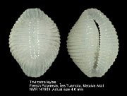 Trivirostra leylae